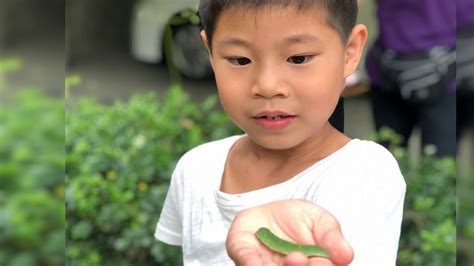 桃樹|桃樹｜亞泥生態園區官方網站植物生態－花蓮生態復